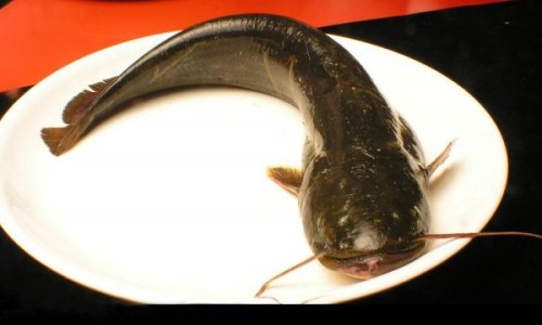鸡肉和什么炖的好吃又营养-鸡肉和什么炖又好吃又有营养价值网—知名的鸡肉和什么炖又好吃又有营养价值呢网站,分享鸡肉跟什么炖最好吃知识
