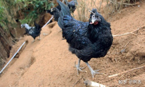 鸡肉和什么炖的好吃又营养-鸡肉和什么炖又好吃又有营养价值网—知名的鸡肉和什么炖又好吃又有营养价值呢网站,分享鸡肉跟什么炖最好吃知识